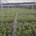 海南网红金心百合竹，室内观赏植物，自有种植。