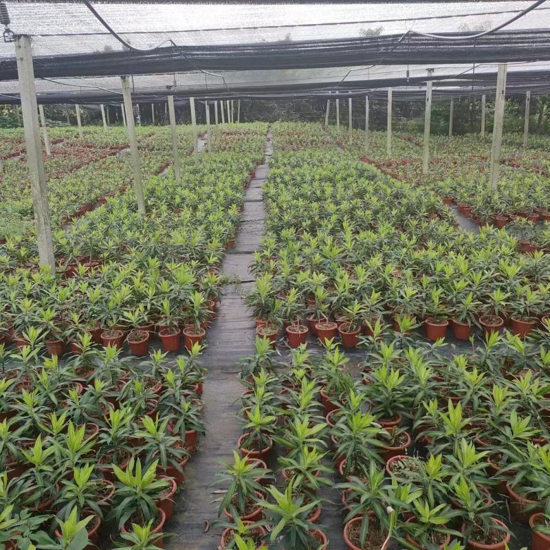 海南网红金心百合竹，室内观赏植物，自有种植。