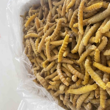 豆虫