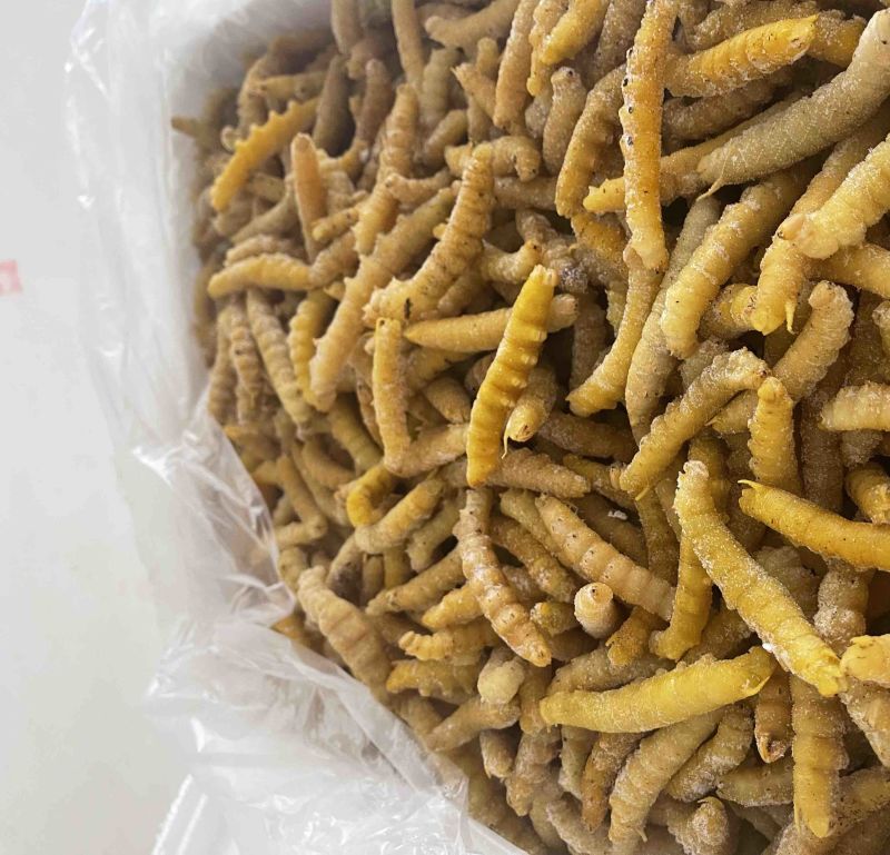 豆虫