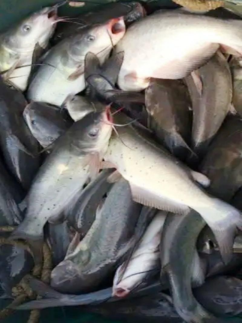 叉尾鮰鱼，水库基地发货当天打捞当天发，可供市场跟钓场