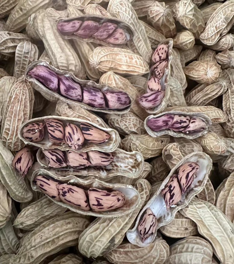 云南普洱孟连带壳七彩花生彩色花生品质保证诚信经营欢迎联系