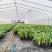 诚信经营广西香蕉苗新鲜上市成活率高价格美丽质量好走货快