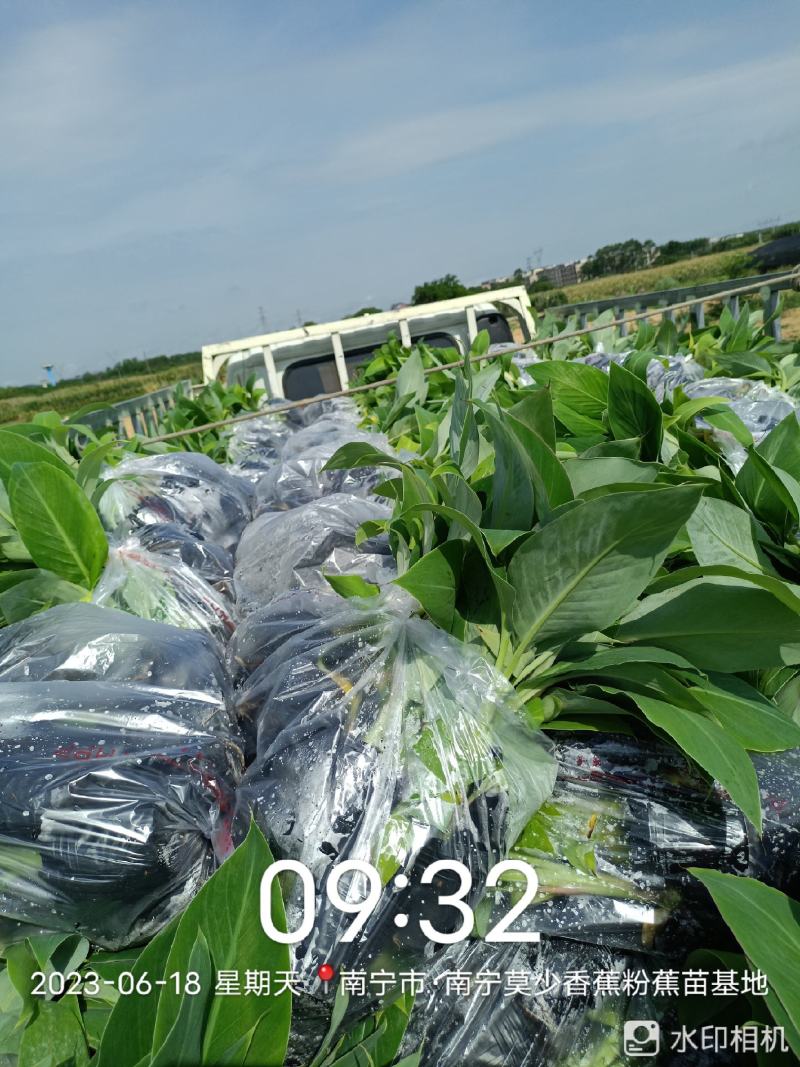 诚信经营广西香蕉苗新鲜上市成活率高价格美丽质量好走货快