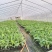 诚信经营广西香蕉苗新鲜上市成活率高价格美丽质量好走货快
