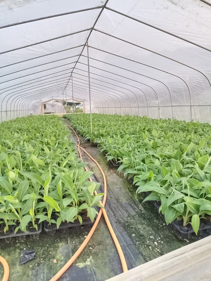 诚信经营广西香蕉苗新鲜上市成活率高价格美丽质量好走货快