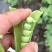 豌豆荚