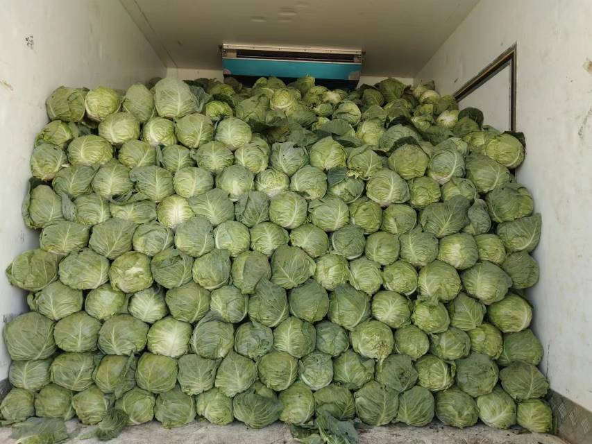 展示大麦青汁与羽衣甘蓝在中国各大城市市场的销量对比柱状图 绿色蔬菜产品市场销量柱状图