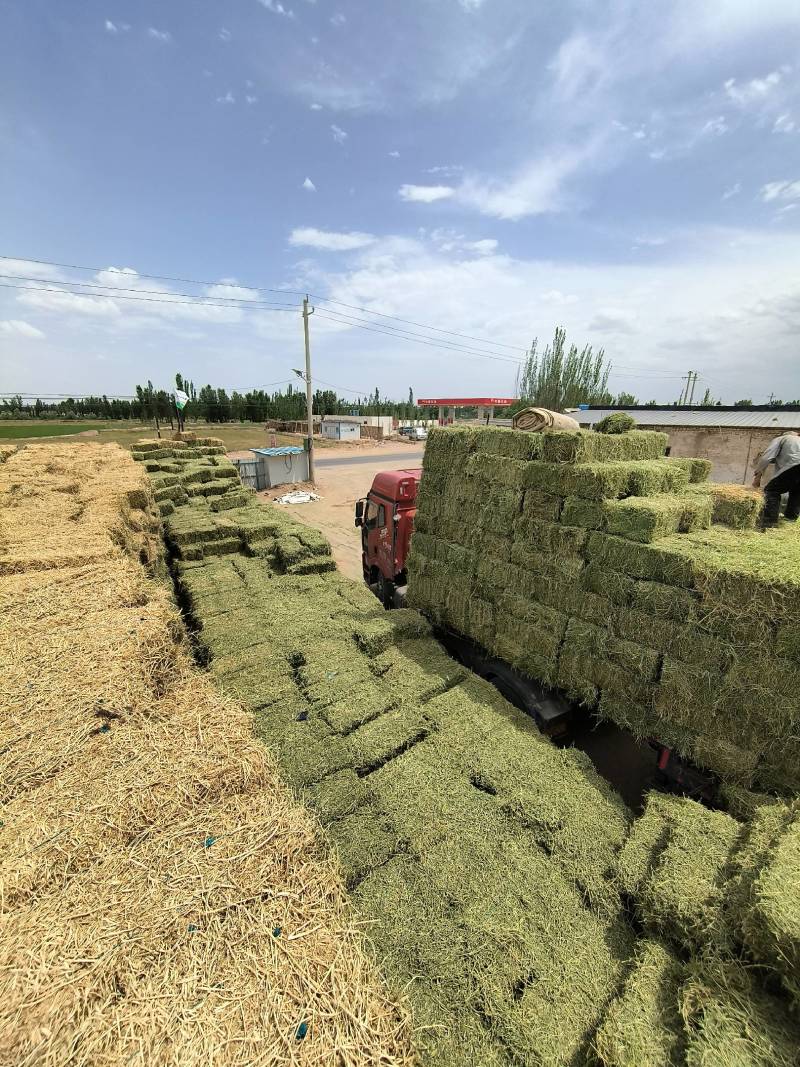 苜蓿草批发甘肃玉门头茬苜蓿草加密包苜蓿草