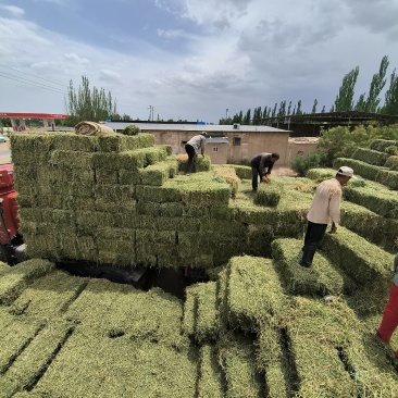 苜蓿草批发甘肃玉门头茬苜蓿草加密包苜蓿草