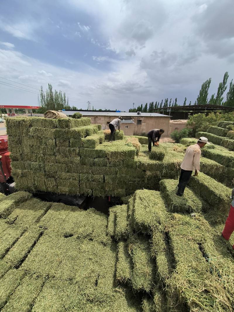 苜蓿草批发甘肃玉门头茬苜蓿草加密包苜蓿草