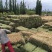 苜蓿草批发甘肃玉门头茬苜蓿草加密包苜蓿草