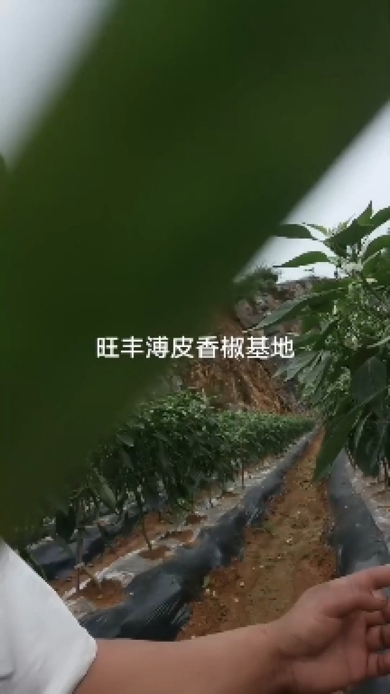 湖南湘西旺丰螺丝椒，基地大量直供，日产过万斤，走车价1元