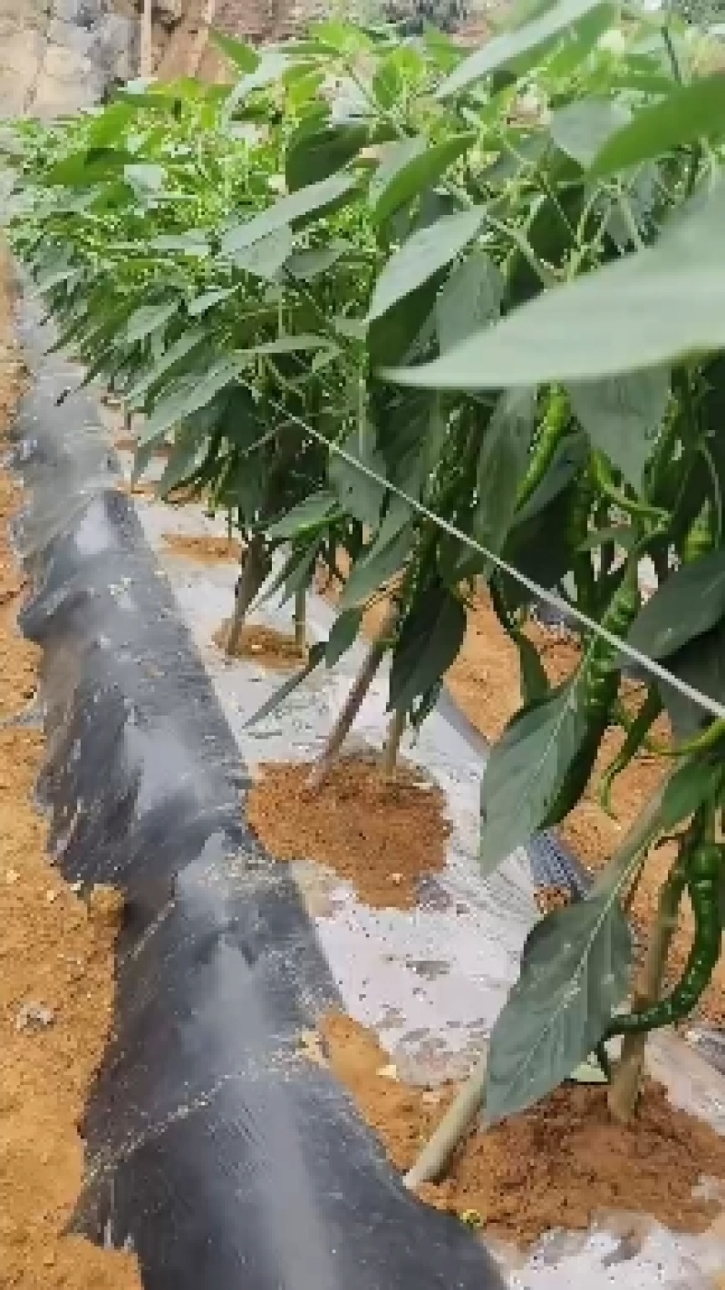 湖南湘西旺丰螺丝椒，基地大量直供，日产过万斤，走车价1元