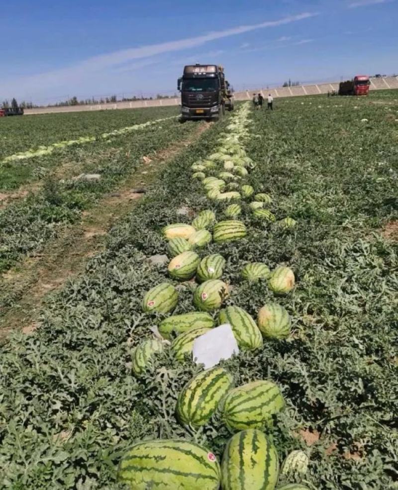 硒砂瓜湖北天门西瓜规格齐全保证质量基地直发