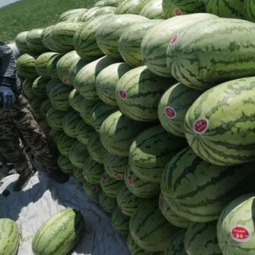 湖北西瓜硒砂瓜石头瓜规格齐全量大优惠支持视频看货代发