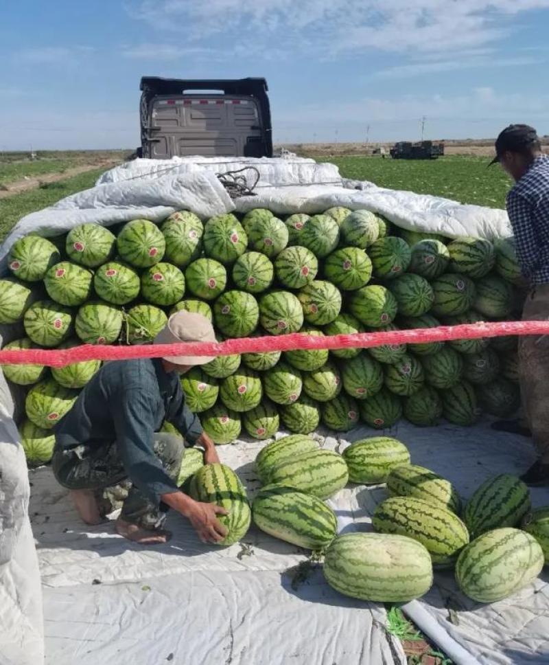 湖北西瓜硒砂瓜石头瓜规格齐全量大优惠支持视频看货代发