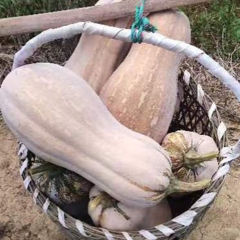 重庆密本南瓜规格品种多样，货源充足，价格公道，电联