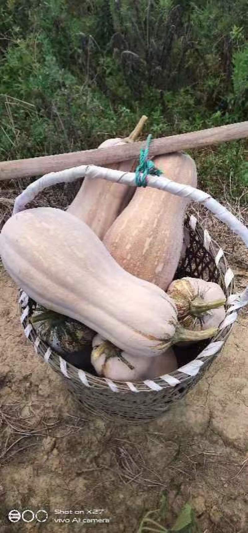重庆密本南瓜规格品种多样，货源充足，价格公道，电联