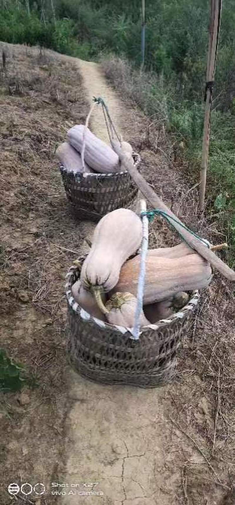 重庆密本南瓜规格品种多样，货源充足，价格公道，电联