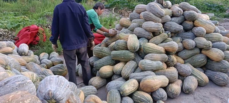 重庆密本南瓜规格品种多样，货源充足，价格公道，电联