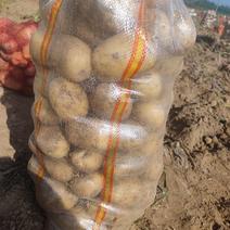 黄心土豆，大量现货，山东产地直发，质量保证，欢迎来电