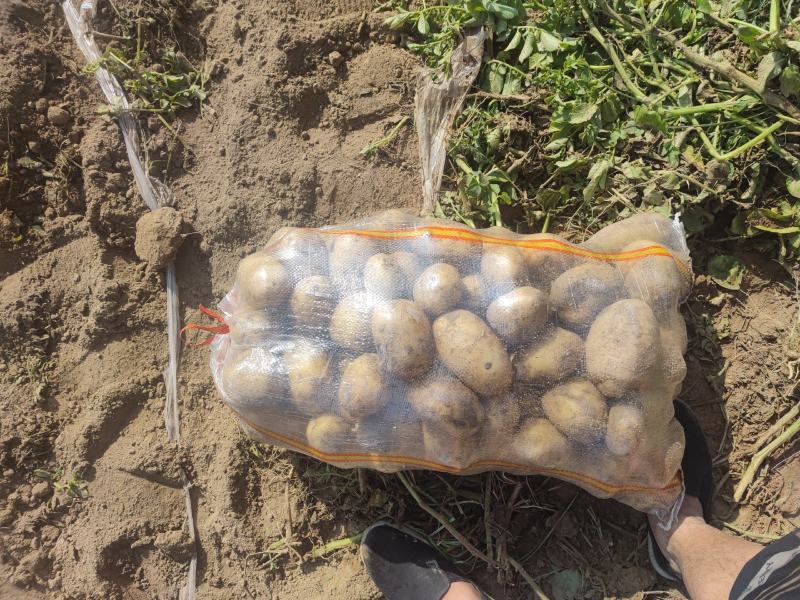 黄心土豆，大量现货，山东产地直发，质量保证，欢迎来电