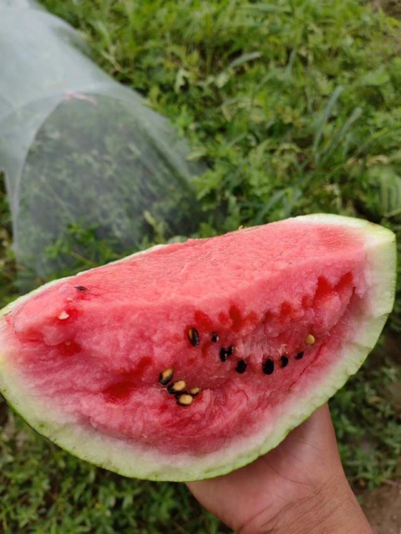 慈溪海地小麦地西瓜