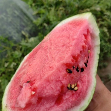 慈溪海地小麦地西瓜