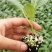 甘蓝苗包菜苗卷心菜苗绿甘蓝穴盘育苗进口基质土培育