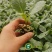 甘蓝苗包菜苗卷心菜苗绿甘蓝穴盘育苗进口基质土培育
