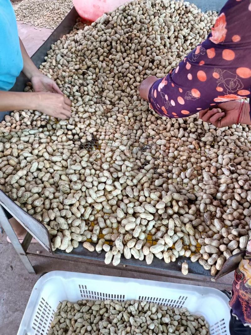 四川新鲜泥子花生白皮水洗花生大量上市中，欢迎采购