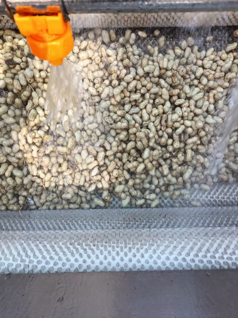 四川新鲜泥子花生白皮水洗花生大量上市中，欢迎采购