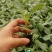 甘蓝苗包菜苗卷心菜苗绿甘蓝穴盘育苗进口基质土培育