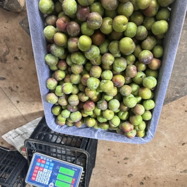 半边红茵红李电商果大量上市价格美丽