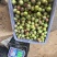 半边红茵红李电商果大量上市价格美丽