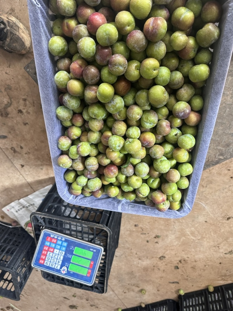 半边红茵红李电商果大量上市价格美丽