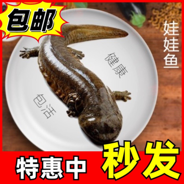 🔥抢购中鲜活娃娃鱼批发供应餐饮钓场直供物美价优