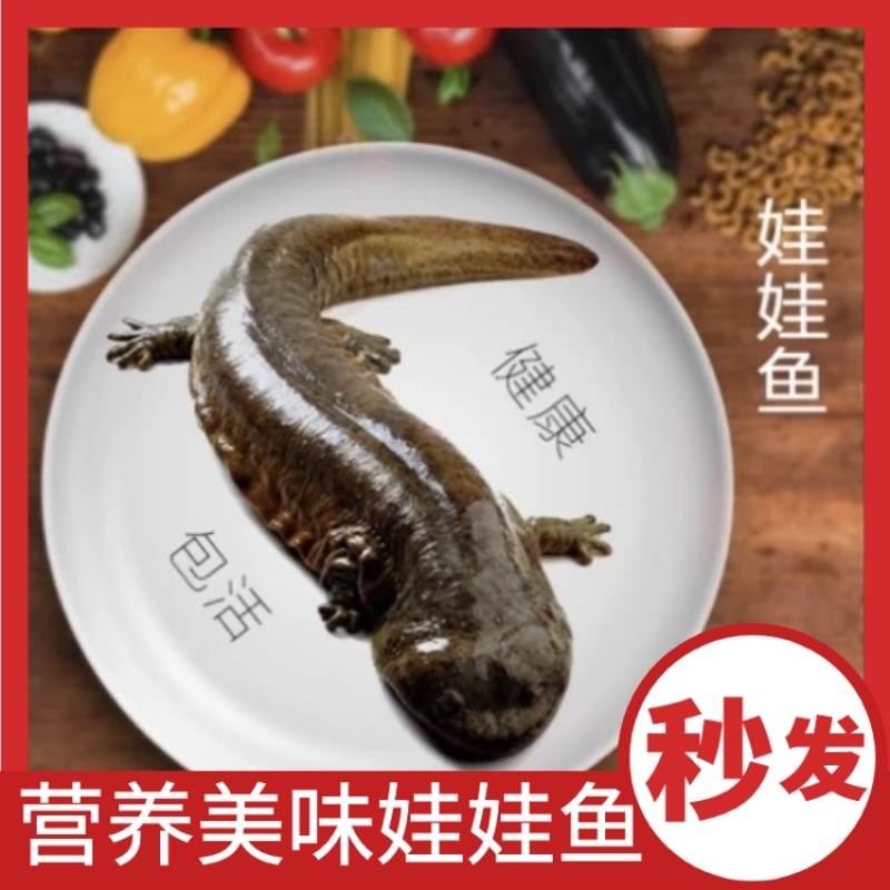 🔥抢购中鲜活娃娃鱼批发供应餐饮钓场直供物美价优