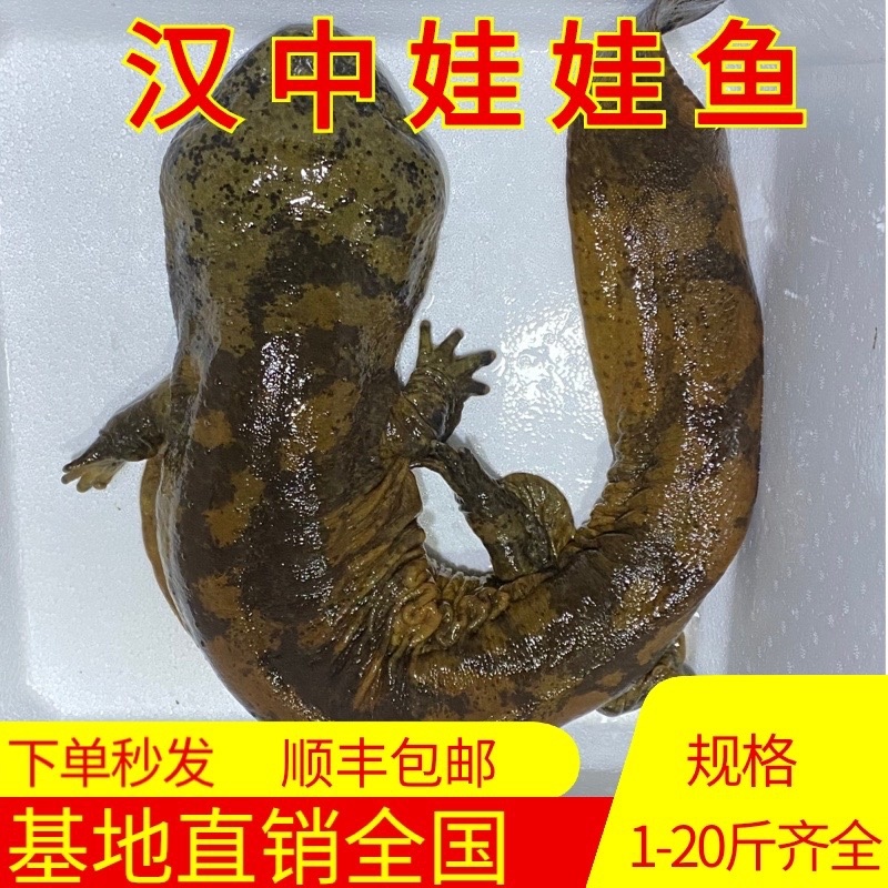 🔥抢购中鲜活娃娃鱼批发供应餐饮钓场直供物美价优