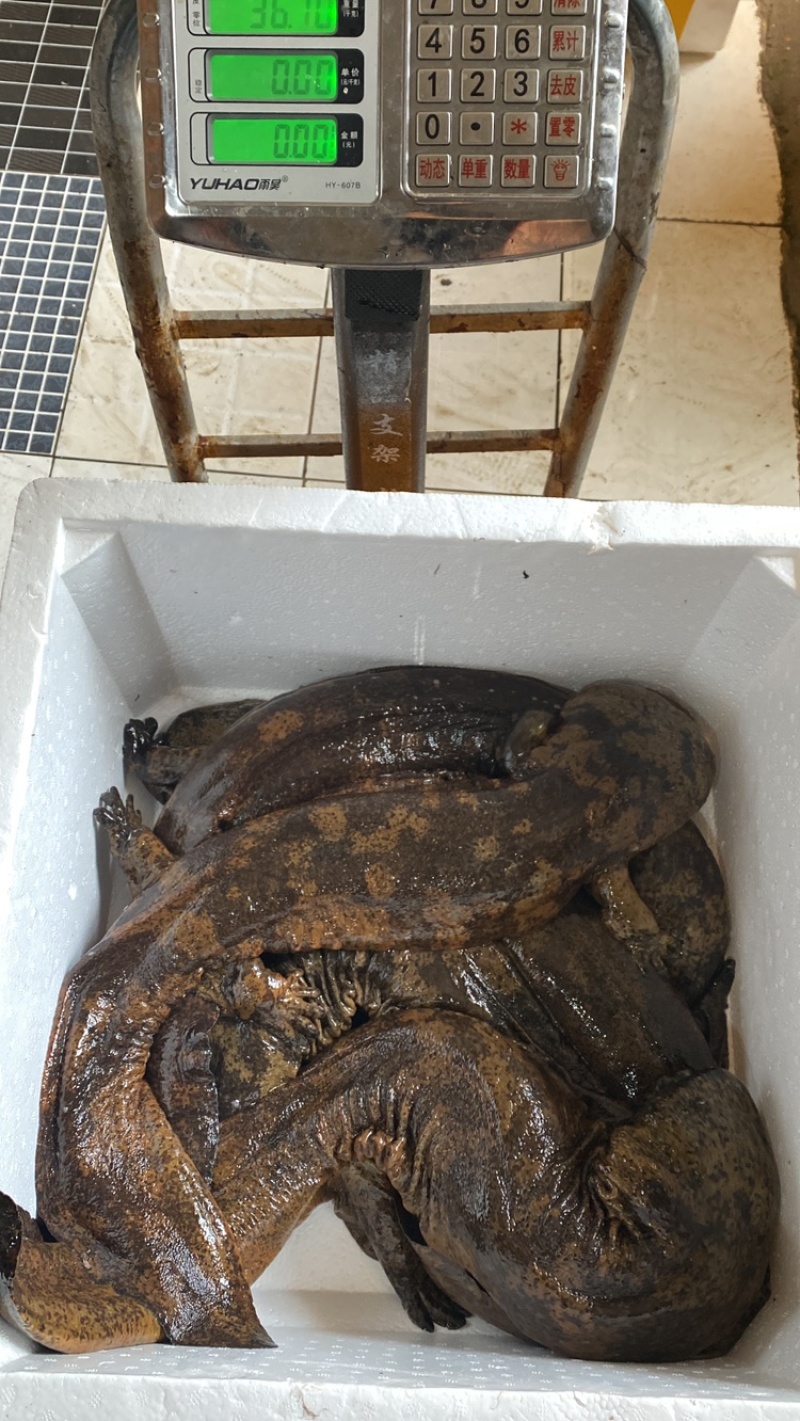 🔥抢购中鲜活娃娃鱼批发供应餐饮钓场直供物美价优