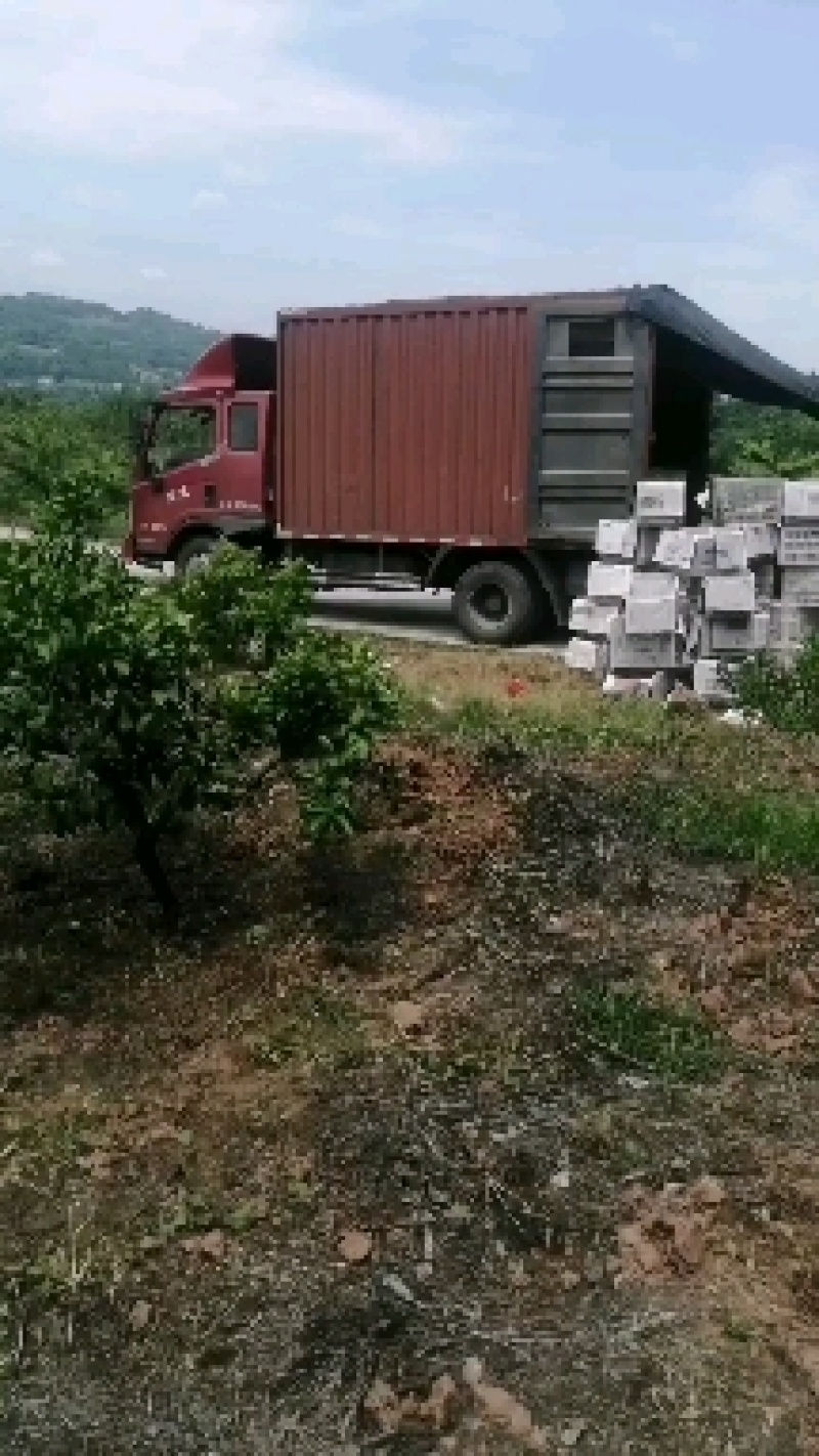苍溪黄金梨之乡皮张颜色果面漂亮味道口感细腻