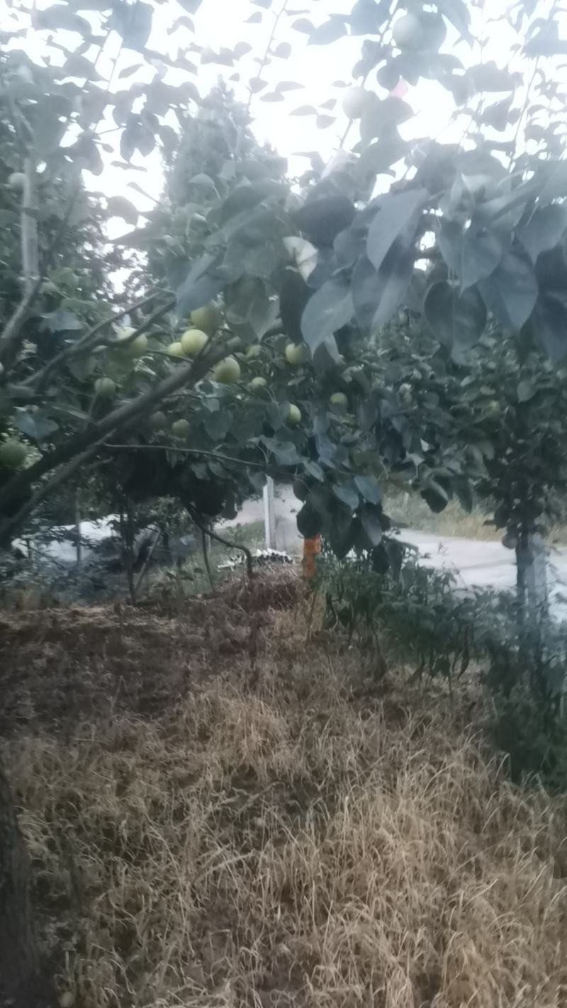 苍溪黄金梨之乡皮张颜色果面漂亮味道口感细腻