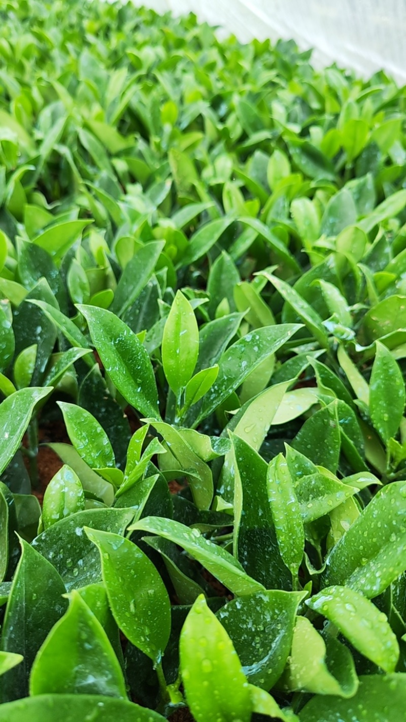 非洲茉莉苗筛苗新鲜！现货，送货上门挑选出货！