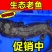 🔥鲜活娃娃鱼批发供应仿生老鱼品质保证一条也是批发价