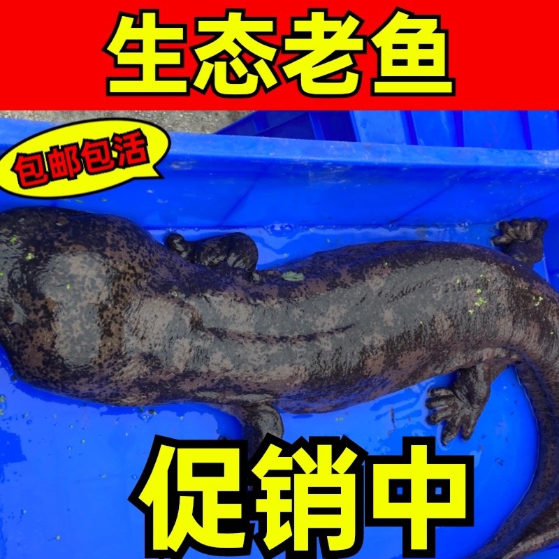 🔥鲜活娃娃鱼批发供应仿生老鱼品质保证一条也是批发价