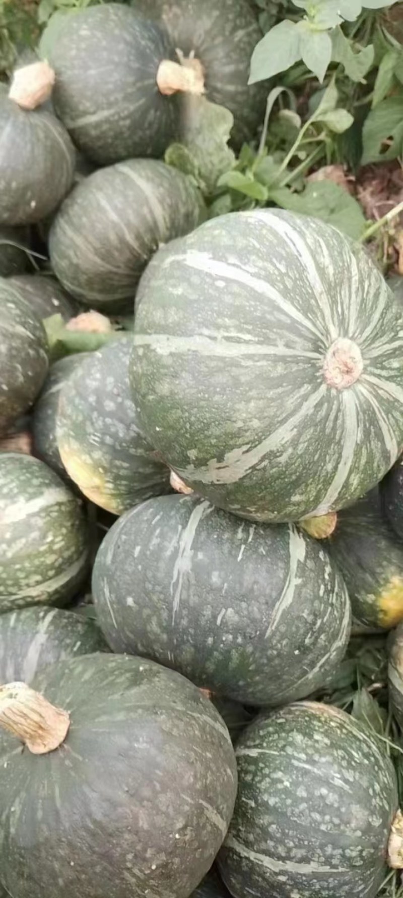新野县联赢蔬菜基地大量供应板栗南瓜现已大量上市