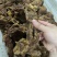 大块牛碎肉卤牛肉全熟纯干货餐饮店专用《保真》