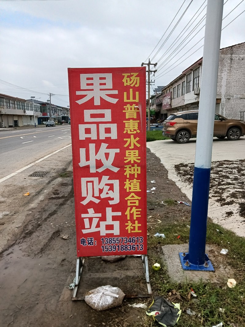 安徽砀山，翠冠，翠玉，酥脆一号，皇冠，元黄，秋月开始上市