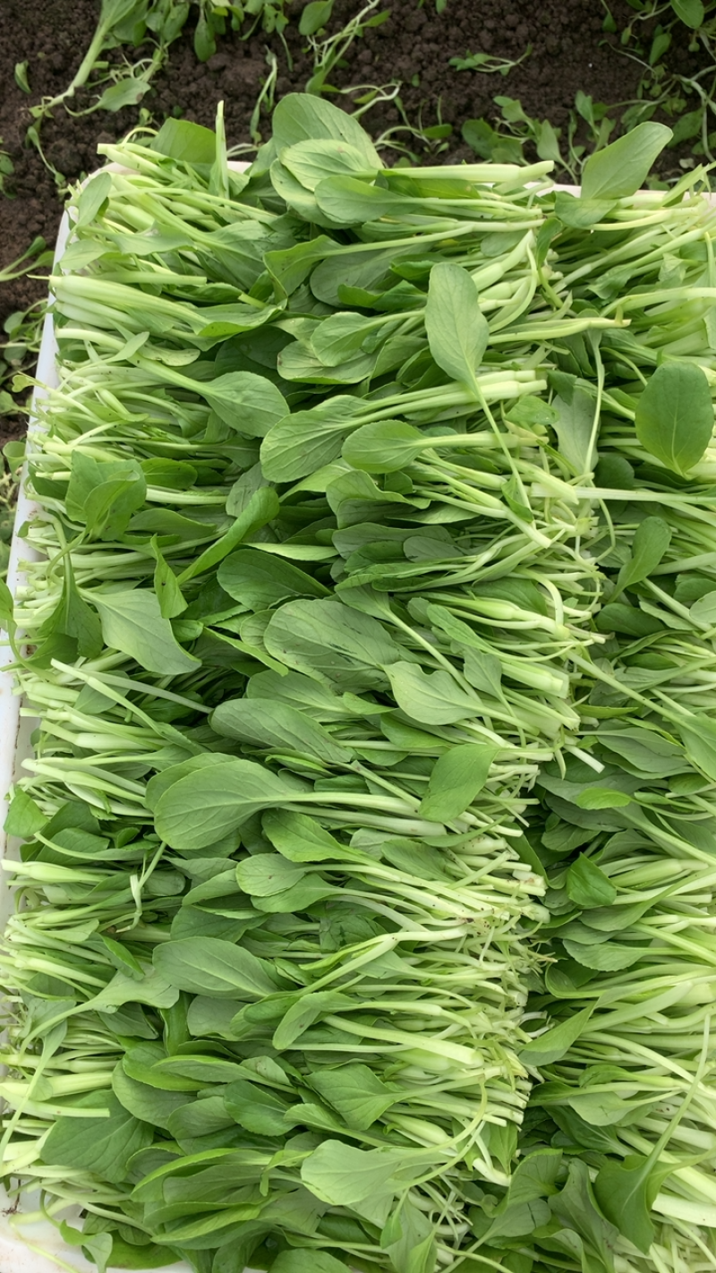 鸡毛菜
